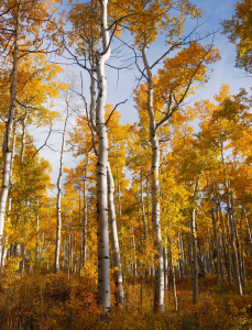 aspen-tree-growth-nature-therapist-sarah-rothstein-therapy