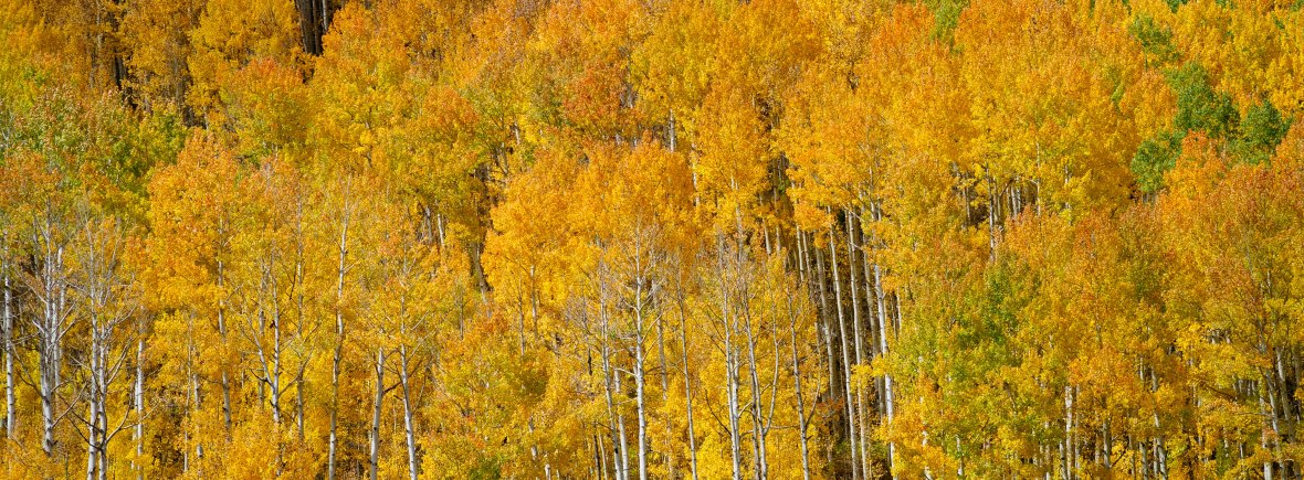 aspen trees yellow mountains utah private practice park city sarah rothstein